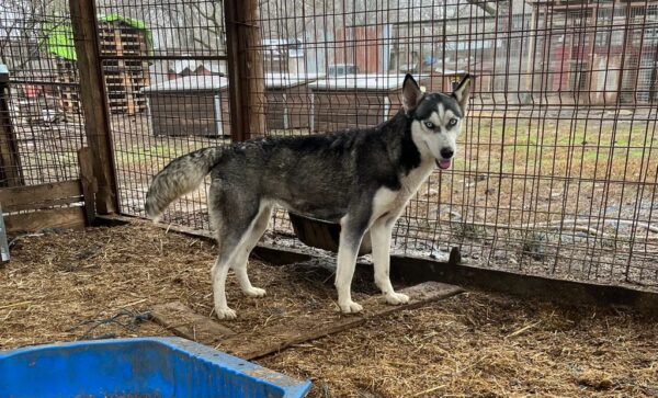 BONNYBLUE (♀) - sehr verzweifelt - ausgereist zu Huskyland – Bild 7