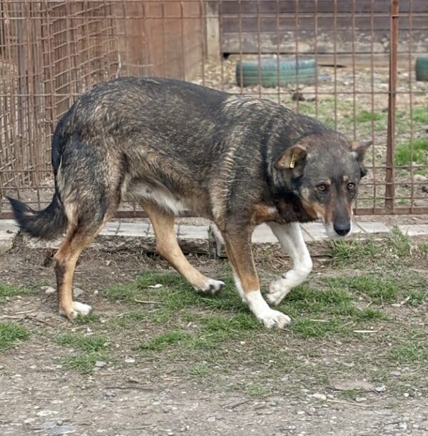 MISS SOPHIE (♀) - seit 2023 im Shelter – Bild 10
