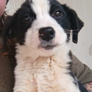 TRIXIE - vor Ort vermittelt 02/24