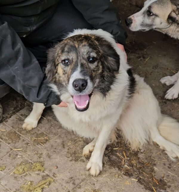 ALISHA (♀) - ausgereist zur Hundescheune Fläming (AL) – Bild 4
