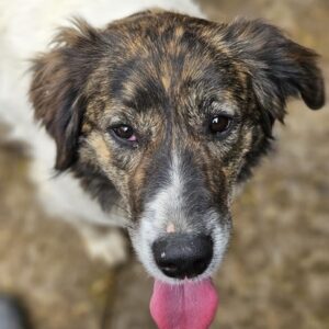 ALISHA (♀) - ausgereist zur Hundescheune Fläming (AL)