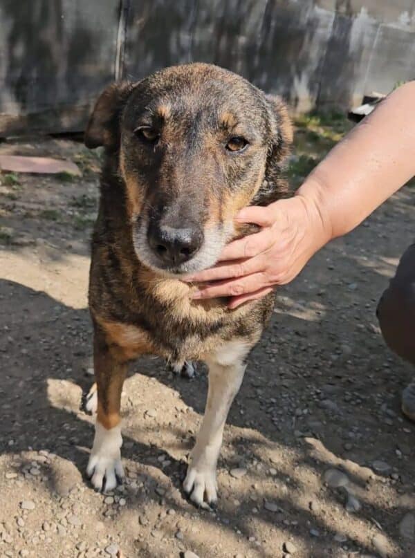MISS SOPHIE (♀) - seit 2023 im Shelter – Bild 4