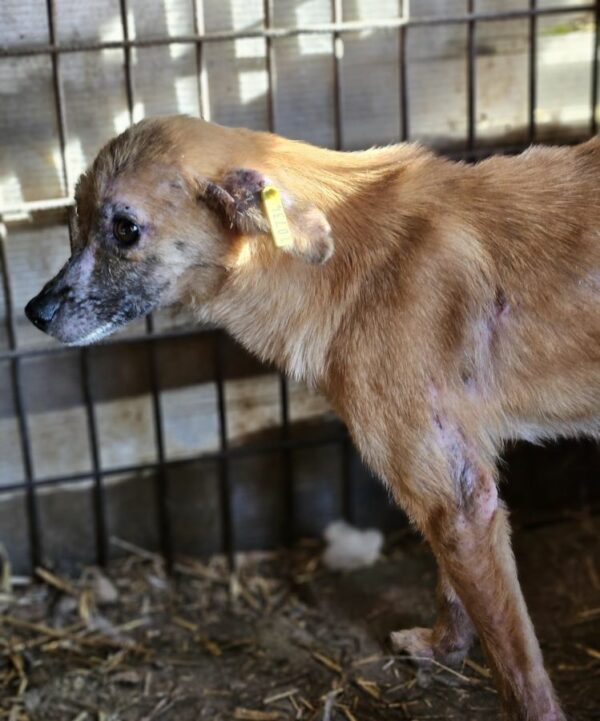 CHARLIE (♀) - med. Notfall im Shelter - jetzt auf PDR PS im PLZ Bezirk 35 – Bild 3