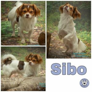 Sibo (♂) in 24811 Brekendorf