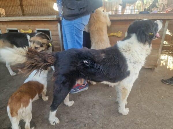 GAUCHO - vermittelt MH – Bild 6
