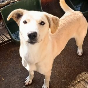 CAISEY (♀) - ausgereist zur Tierhilfe Lebenswert DR 14.06.25