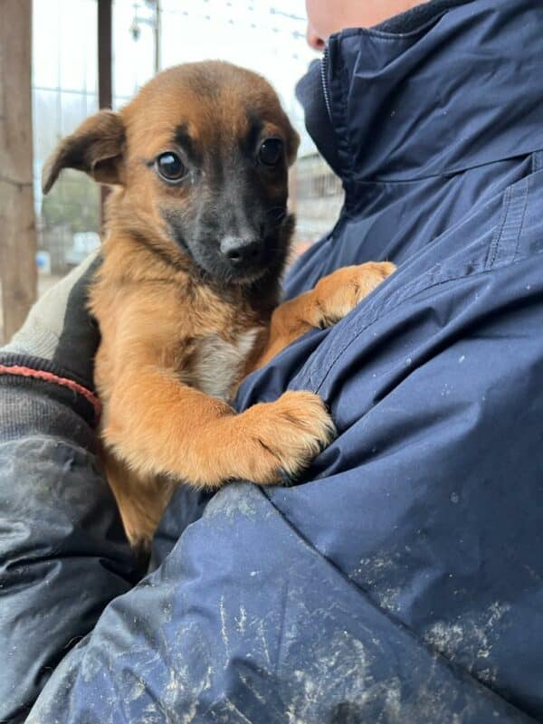 CHERIE (♀) - ausgereist zum TH Wannigsmühle – Bild 4