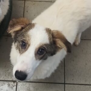 WHOOPI (♀) - reserviert Tierhilfe Lebenswert DR - vermittelt