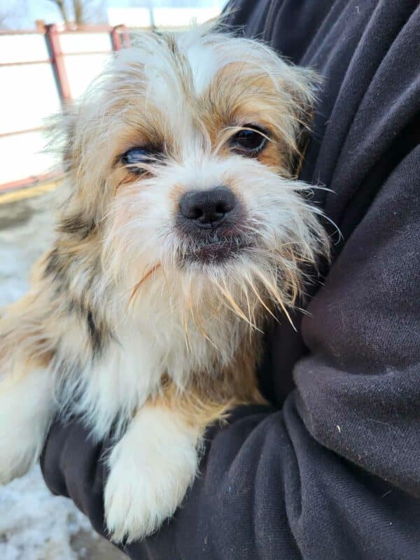 SASSY (♀) - rechtes Auge trüb/blind - vermittelt MD – Bild 2