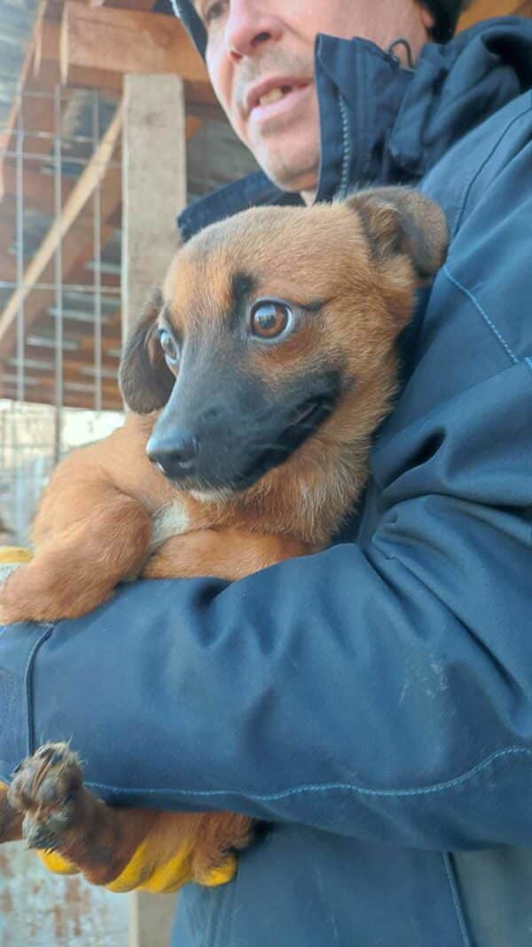 CHERIE (♀) - ausgereist zum TH Wannigsmühle – Bild 2