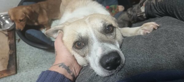 PEPPY ♂ - ausgereist zur Tierhilfe Lebenswert – Bild 3