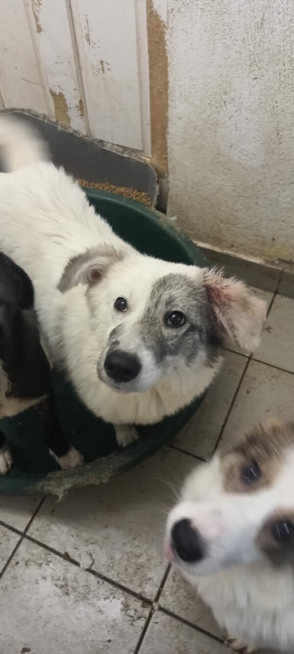 NUJA (♀) - reserviert Tierhilfe Lebenswert DR - vermittelt – Bild 2