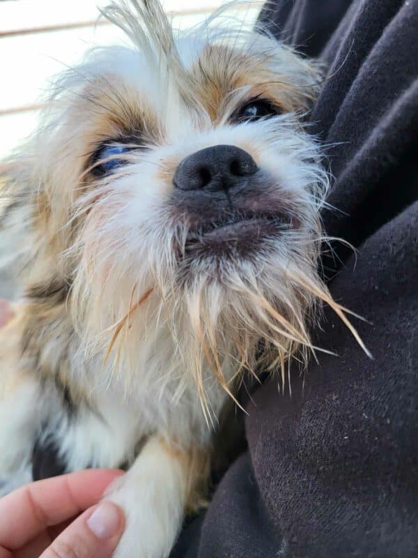 SASSY (♀) - rechtes Auge trüb/blind - vermittelt MD – Bild 4