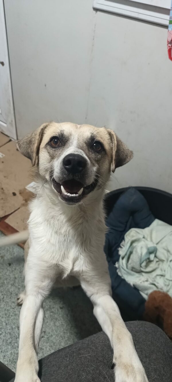 PEPPY ♂ - ausgereist zur Tierhilfe Lebenswert – Bild 2