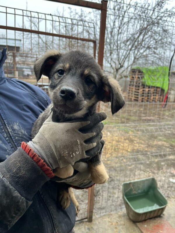 SNAG (♂) – Bild 20