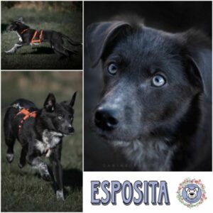 ESPOSITA (♀) in 57632 Ziegenhain - vermittelt