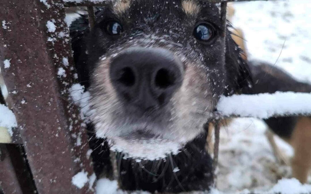 Bitte helft uns: Wir sammeln Winterfutter 🐶🚨