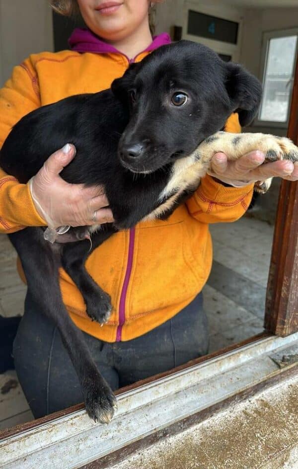 GENJI (♂) - ausgereist zum Kinder- und Tierschutzhof Hahnenberg – Bild 6