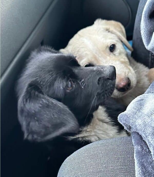 TWINKY (♀) - ausgereist zu Second Chance Dogs – Bild 3