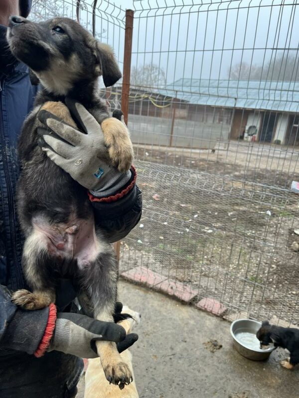 SNAG (♂) – Bild 22
