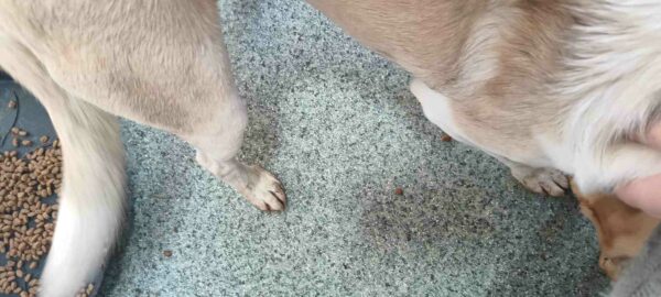 PEPPY ♂ - ausgereist zur Tierhilfe Lebenswert – Bild 5