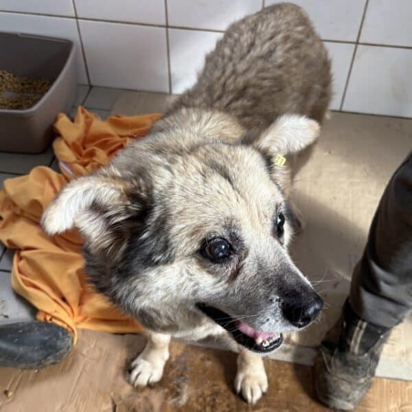 PETROSILIUS (♂) - blinder Opi - dringend ruhiger Platz gesucht! - reserviert Tierhilfe Lebenswert DR - vermittelt – Bild 7