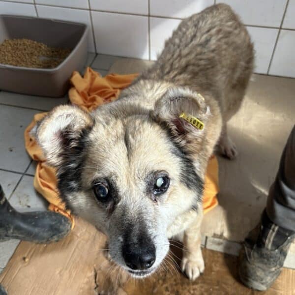 PETROSILIUS (♂) - blinder Opi - dringend ruhiger Platz gesucht! - reserviert Tierhilfe Lebenswert DR - vermittelt – Bild 8
