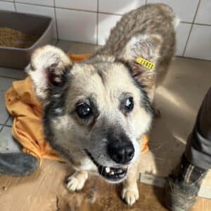 PETROSILIUS (♂) - blinder Opi - dringend ruhiger Platz gesucht! - reserviert Tierhilfe Lebenswert DR - vermittelt