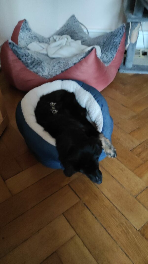 THILDA (♀) in 60386 Frankfurt am Main - vermittelt – Bild 8