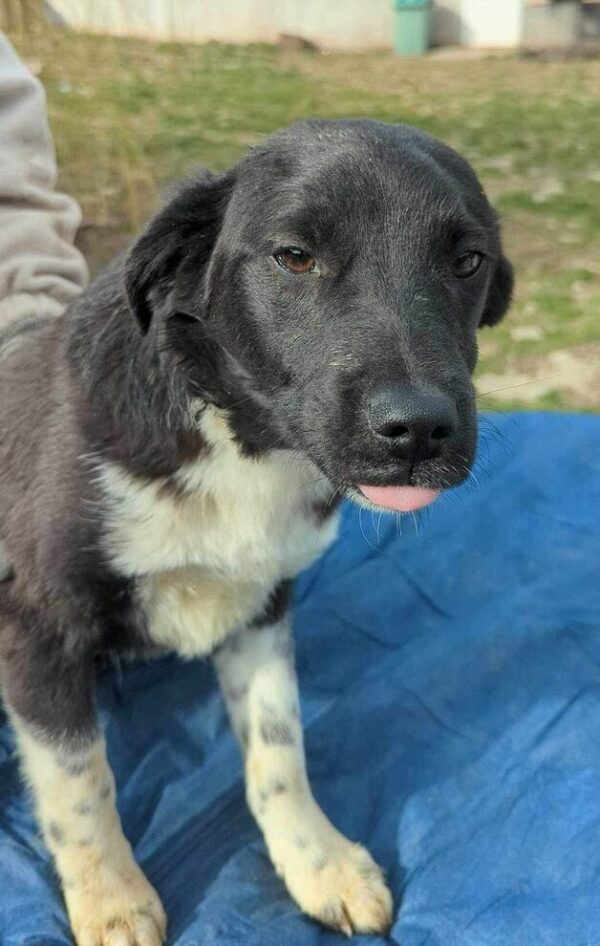 GENJI (♂) - ausgereist zum Kinder- und Tierschutzhof Hahnenberg – Bild 3