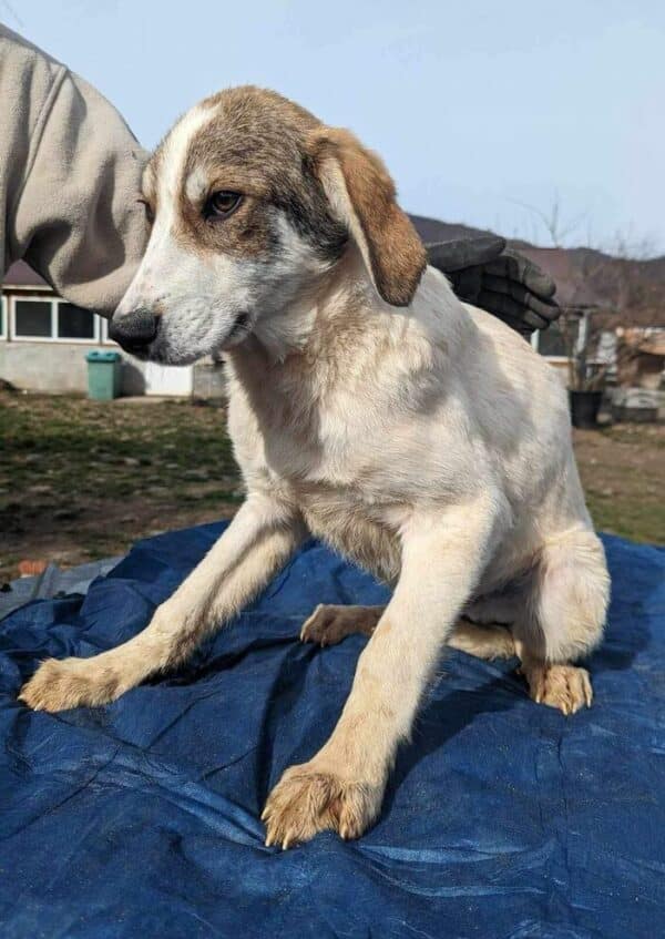 SANDERO (♂) – Bild 18