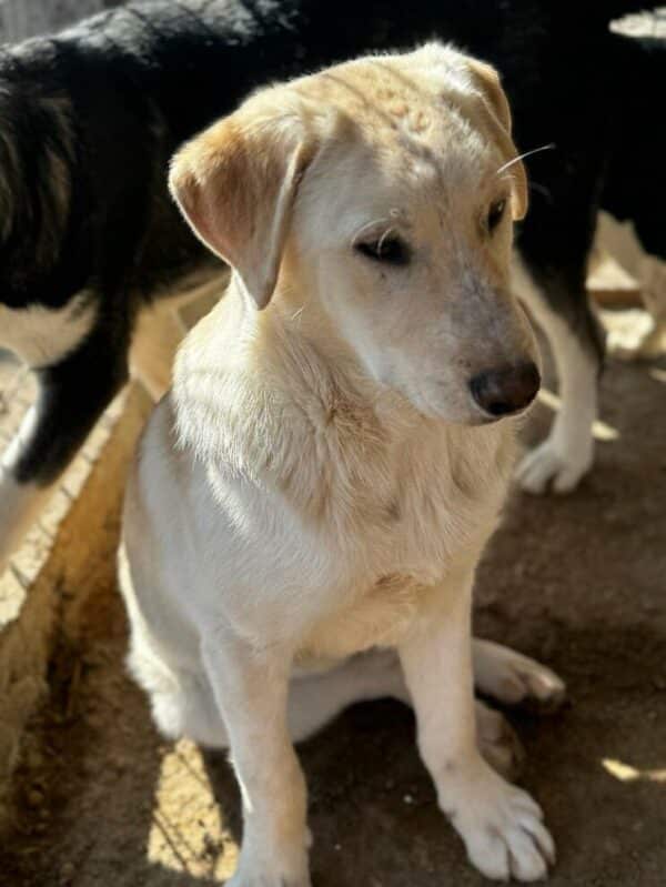 MARCELINO (♂) – Bild 9