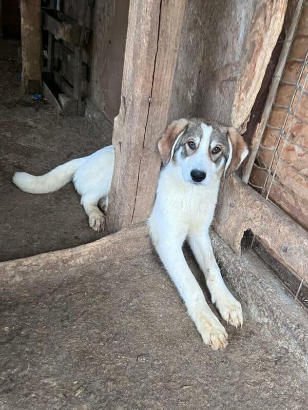 SANDERO (♂) – Bild 7