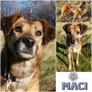 MACI (♀) in 32657 Lemgo