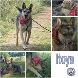 Itoya (♀) in 64385 Reichelsheim