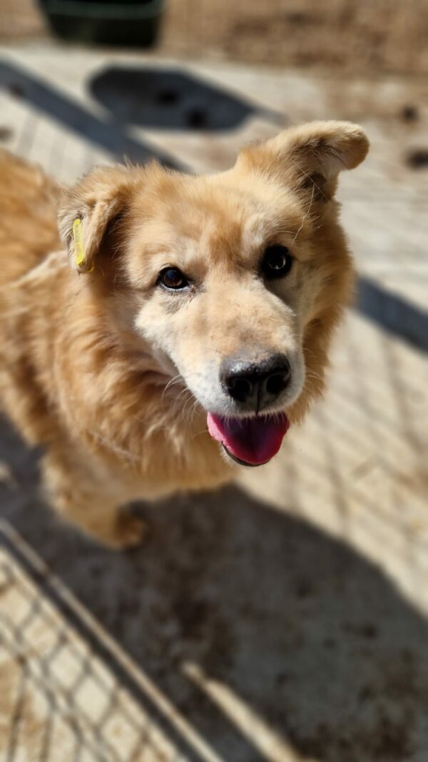 KENNY (♂) - ausgereist zu Step by Paw – Bild 9