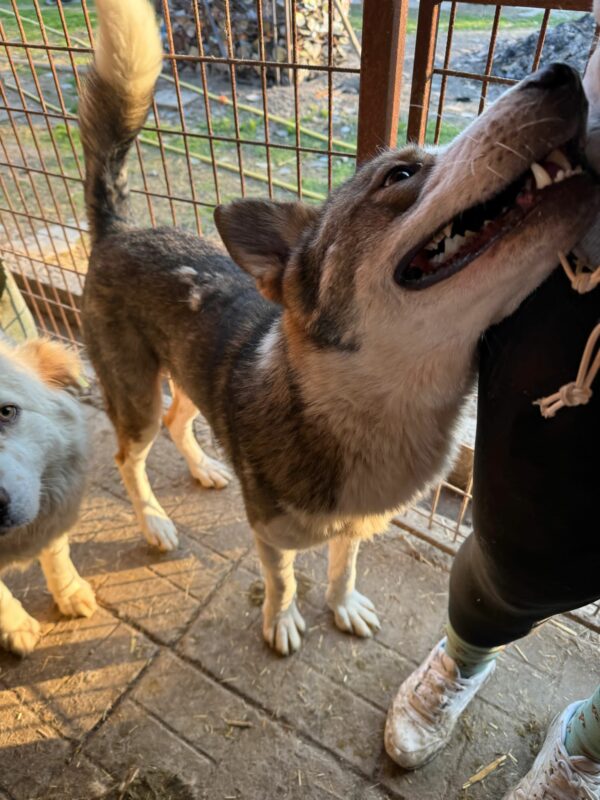TIKAANI (♂) - verzweifelter Husky-Mix in sehr kleinem Kennel! – Bild 11
