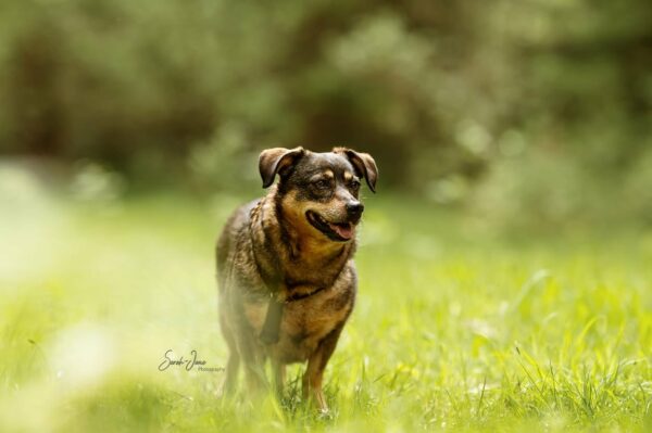 LINAH (♀) in 75417 Mühlacker - vermittelt – Bild 8