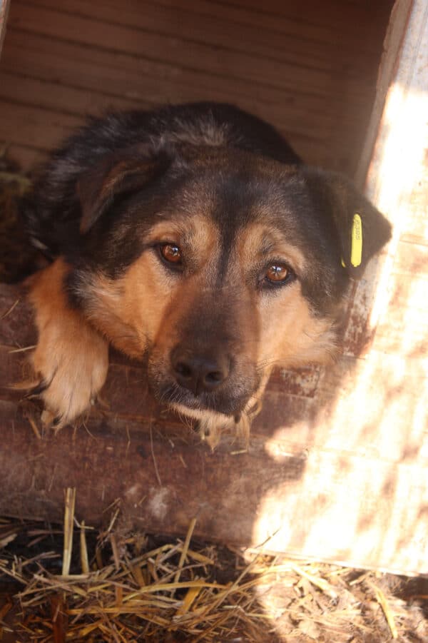 AXL (♂) - hat es in seinem Kennel nicht leicht! – Bild 13