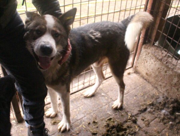 TIKAANI (♂) - verzweifelter Husky-Mix in sehr kleinem Kennel! – Bild 13