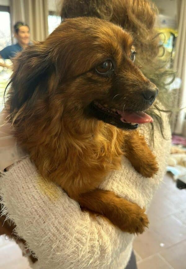 LINDIE (♀) - ausgereist zu Second Chance Dogs – Bild 3