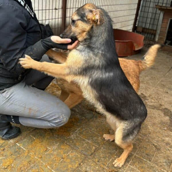 DACLAN (♂) - ausgereist zu Step by Paw (AL) – Bild 5