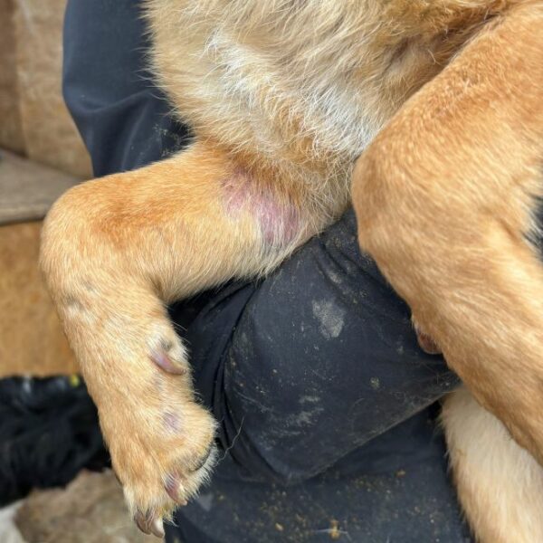 DACLAN (♂) - ausgereist zu Step by Paw (AL) – Bild 7