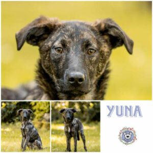 YUNA (♀)  in 60386 Frankfurt a.M. - vermittelt