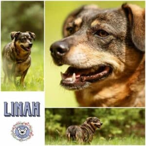 LINAH (♀) in 75417 Mühlacker - vermittelt