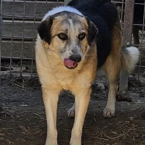 SENTA (= ESMERALDA)