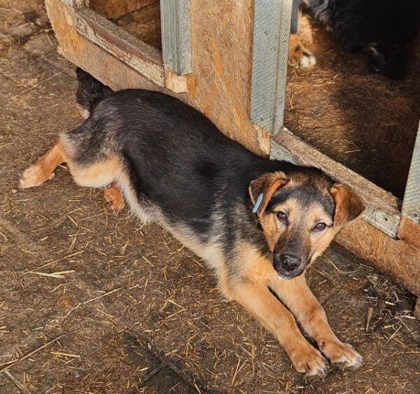 DACLAN (♂) - ausgereist zu Step by Paw (AL) – Bild 11