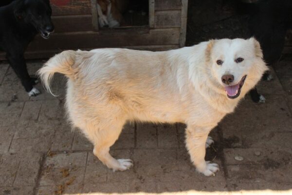 IVORY (♀) – Bild 7