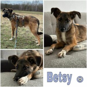 Betsy (♀) in 76477 Elchesheim-Illingen - vermittelt
