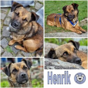 Henrik (♂) in 24222 Kiel - vermittelt